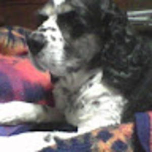 Meet your Posher, Joyce